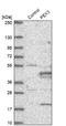 Peroxisomal Biogenesis Factor 3 antibody, NBP2-38838, Novus Biologicals, Western Blot image 