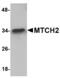 MIMP antibody, A05288, Boster Biological Technology, Western Blot image 