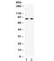 Cell Proliferation Regulating Inhibitor Of Protein Phosphatase 2A antibody, R32285, NSJ Bioreagents, Western Blot image 