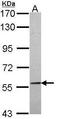 TRAF3 Interacting Protein 2 antibody, GTX113615, GeneTex, Western Blot image 