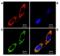 TRAP1 antibody, 11136, QED Bioscience, Immunocytochemistry image 