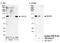 Ring Finger Protein 20 antibody, NB100-2243, Novus Biologicals, Western Blot image 