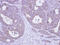 Chaperonin Containing TCP1 Subunit 5 antibody, LS-C186111, Lifespan Biosciences, Immunohistochemistry frozen image 