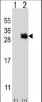 Ubiquitin Domain Containing 1 antibody, LS-C160400, Lifespan Biosciences, Western Blot image 