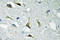 Protein Tyrosine Kinase 2 antibody, LS-C177998, Lifespan Biosciences, Immunohistochemistry frozen image 