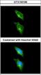 G Protein-Coupled Receptor 82 antibody, GTX100196, GeneTex, Immunofluorescence image 