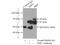 Protein Tyrosine Phosphatase Non-Receptor Type 6 antibody, 24546-1-AP, Proteintech Group, Immunoprecipitation image 