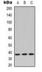 Protein Phosphatase 2 Catalytic Subunit Alpha antibody, orb338976, Biorbyt, Western Blot image 