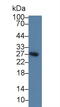 TNF Receptor Superfamily Member 13C antibody, LS-C292974, Lifespan Biosciences, Western Blot image 