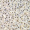 Torsin Family 1 Member A antibody, 18-475, ProSci, Immunohistochemistry paraffin image 