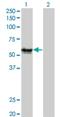RAGE antibody, H00000177-M02, Novus Biologicals, Western Blot image 