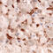 Vitronectin antibody, MAB2349, R&D Systems, Immunohistochemistry frozen image 