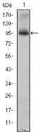 Eukaryotic Translation Elongation Factor 2 antibody, M00830, Boster Biological Technology, Western Blot image 