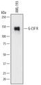 Colony Stimulating Factor 3 Receptor antibody, AF-381-PB, R&D Systems, Western Blot image 