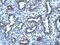 E3 ubiquitin-protein ligase TRIM13 antibody, A07862, Boster Biological Technology, Immunohistochemistry frozen image 