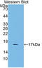 Growth Differentiation Factor 3 antibody, LS-C314896, Lifespan Biosciences, Western Blot image 