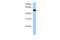 Tubulin alpha-3C/D chain antibody, GTX45481, GeneTex, Western Blot image 