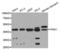 Phosphoglycerate kinase antibody, LS-C331793, Lifespan Biosciences, Western Blot image 
