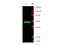 LIM Domain Binding 1 antibody, NBP1-77832, Novus Biologicals, Western Blot image 