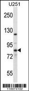 Eukaryotic Translation Initiation Factor 2B Subunit Epsilon antibody, 56-847, ProSci, Western Blot image 