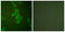 Enolase 2 antibody, abx013157, Abbexa, Western Blot image 