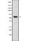 Cyclin Dependent Kinase 19 antibody, abx149152, Abbexa, Western Blot image 