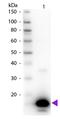 Avidin antibody, orb344993, Biorbyt, Western Blot image 