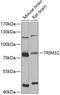 Tripartite Motif Containing 32 antibody, 22-682, ProSci, Western Blot image 