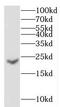 Crystallin Gamma C antibody, FNab02005, FineTest, Western Blot image 