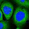 Phosphofurin Acidic Cluster Sorting Protein 1 antibody, HPA038914, Atlas Antibodies, Immunofluorescence image 