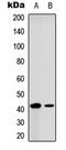 CAMP Responsive Element Binding Protein 1 antibody, LS-C358955, Lifespan Biosciences, Western Blot image 