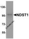 Bifunctional heparan sulfate N-deacetylase/N-sulfotransferase 1 antibody, 8615, ProSci, Western Blot image 