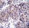 Dishevelled Segment Polarity Protein 3 antibody, LS-C167587, Lifespan Biosciences, Immunohistochemistry paraffin image 