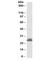Tripartite Motif Containing 40 antibody, R34149-100UG, NSJ Bioreagents, Western Blot image 