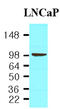 Folate Hydrolase 1 antibody, LS-B2950, Lifespan Biosciences, Western Blot image 