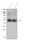 Solute Carrier Family 10 Member 1 antibody, A06872, Boster Biological Technology, Western Blot image 