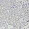 Testis Expressed 11 antibody, FNab08606, FineTest, Immunohistochemistry frozen image 
