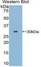 Toll Interacting Protein antibody, LS-C296692, Lifespan Biosciences, Western Blot image 