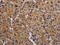 GSP antibody, CSB-PA247539, Cusabio, Immunohistochemistry paraffin image 