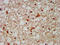 Crossover junction endonuclease MUS81 antibody, LS-C672627, Lifespan Biosciences, Immunohistochemistry paraffin image 