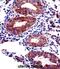 Jade Family PHD Finger 3 antibody, abx029330, Abbexa, Western Blot image 