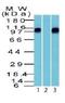 Histone Deacetylase 8 antibody, orb14848, Biorbyt, Western Blot image 