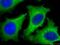 Clathrin Light Chain B antibody, 10455-1-AP, Proteintech Group, Immunofluorescence image 