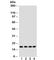 MYC Associated Factor X antibody, R30861, NSJ Bioreagents, Western Blot image 