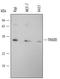 Tumor necrosis factor receptor type 1-associated DEATH domain protein antibody, AF2658, R&D Systems, Western Blot image 