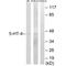5-Hydroxytryptamine Receptor 4 antibody, A03681, Boster Biological Technology, Western Blot image 