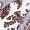 Splicing Factor Proline And Glutamine Rich antibody, HPA047513, Atlas Antibodies, Immunohistochemistry frozen image 
