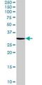 Nitric Oxide Synthase Interacting Protein antibody, H00051070-B01P, Novus Biologicals, Western Blot image 