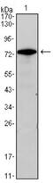 GATA Binding Protein 3 antibody, NBP1-47397, Novus Biologicals, Western Blot image 