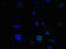 BCL2 Interacting Protein 3 antibody, LS-C377431, Lifespan Biosciences, Immunofluorescence image 